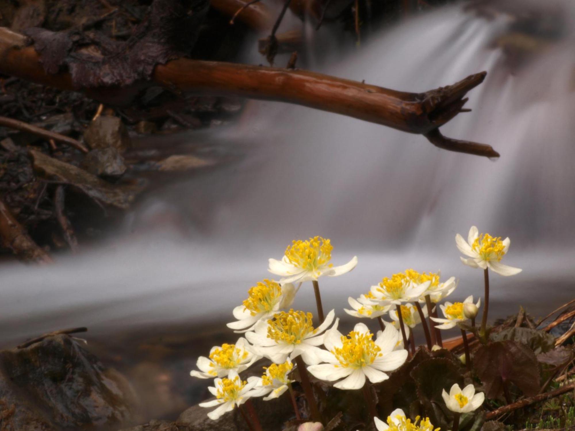 Ovington Sol Duc Hot Springs Resort מראה חיצוני תמונה